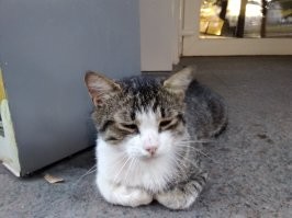 котовские всегда приятны... вот тоже приблудился в моем магазинчике... фото прошлого лета и апрель этого года... зовем его бузыкин...