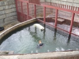 та мячик съел...лет 14 тому как там с дочкой бывали...жаль его..и подруга у него осталась