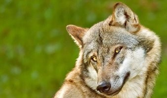 Серый волк - зубами щелк!