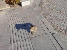 автор, ну на тебе ещё один "нефотошоп"...