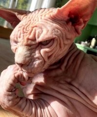 В Шотландии нашли останки родственника Несси?