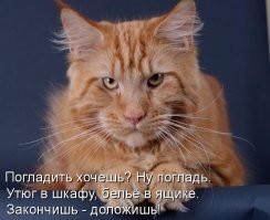 20+ котов-гигантов, которые доказали, что хорошего кота много не бывает