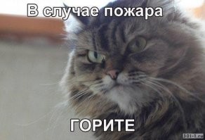 А это кот Димона
