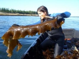 Ламинария (морская капуста).