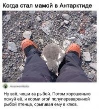 Не проблема. А полупереваренная рыба с полупереваренной водкой ему не вредно?