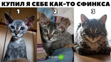 Мужик с медведем на цепи ходит по птичьему рынку
-Мужик! Купи попугайчика!
- Я сначала найду кто мне в том году хомячка продал!