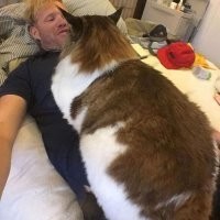 От хорошего питания кота становится много !