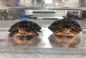 Нет, ваши глаза вас не обманывают, а вот с реальностью явно что-то не так