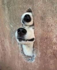 Намешалось