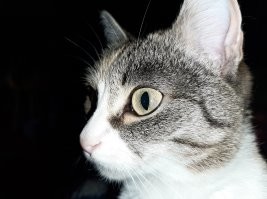 Почему мы видим призраков: 12 научных теорий