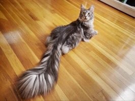 20+ котов-гигантов, которые доказали, что хорошего кота много не бывает