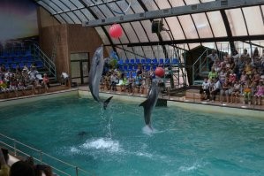 Раньше был на Чкаловском, в бассейне "Дельфин". 
Сейчас на Западном
Коммунистический просп., 36/4, парк "Сказка"
delfinary-rostov.ru