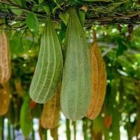 В северных регионах не знают как растет мочалка