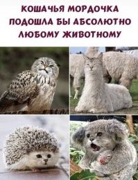 Смешные комментарии из соц.сетей