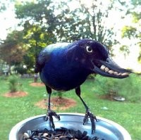 Зубастый ворон замышляет.