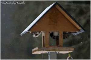 Девушка установила камеру на кормушку, чтобы сделать уникальные фотографии птиц