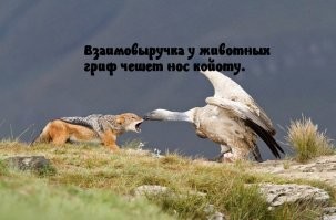 Орел взлетел вместе с тушкой лисы