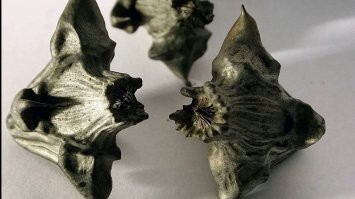 Мы все уже по сотне раз видели, как растет вся эта заморская хрень. 
А вот как растут Наши редкости- молчок.
Вот например Чилим.
Я , например, в детстве своем ходил в леса и помимо грибов, еще и чилим собирал.
А между прочим очень вкусный и полезный орех. 
Иногда его даже дьявольским зовут