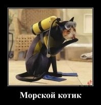 Мало кто знает, что морской котик выглядит именно так: