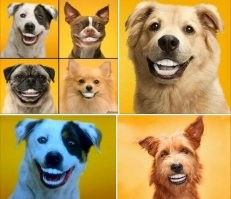 Да там целая банда орудует!