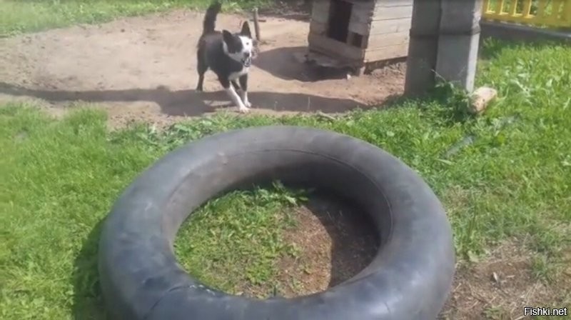Охраняет собака с камерой.