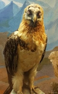 Пример удивительной дружбы животных: Орел не бросил убитого в хлам Лиса, с которым накидывался в баре всю ночь, несмотря на нелетную погоду.