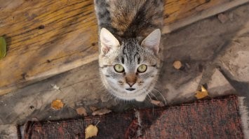 Колоритные и красивые котики