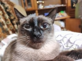 Колоритные и красивые котики
