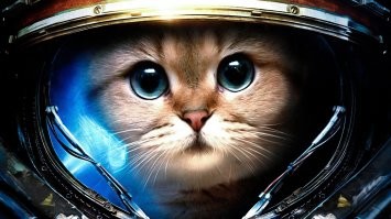Колоритные и красивые котики