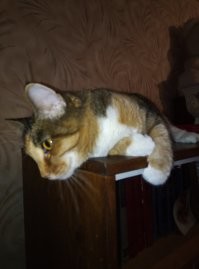 Обожаю котиков и кошечек!!! У меня недавно подруга появилась - вот эта девчонка. Вообще она была у дочки с зятем, но три месяца назад младший внук начал ползать, а она, до этого не проявлявшая к маленькому особого интереса, вдруг решила, что это классная игруха, и начала на него "нападать", чтоб поиграть) В результате нехилые царапины у парня... Зять сказал, что ребенок дороже - и я забрала эту прелесть себе. Она быстро освоилась, у нас с ней взаимная любовь и нежность. Редкая умница с прекрасным характером, чистюля, умница и очень ласковая. Спит со мной (на моей подушке), по утрам меня будит урчанием как тракторишка))) Люблю её