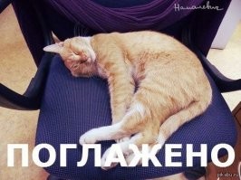 Колоритные и красивые котики