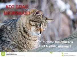 В Японии кошка спасла жизнь человеку и на один день стала начальником полиции