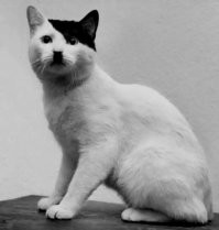 Веселые  картинки