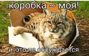 Дикие животные, которые ведут себя как домашние питомцы
