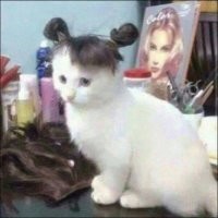 Веселые  картинки