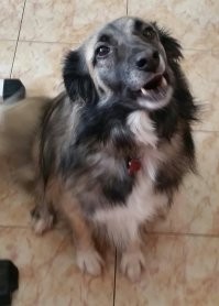 А у нас вот такое чудо. Фотки из разряда было - стало. Из приюта.