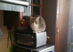 Вот наши девчонки.