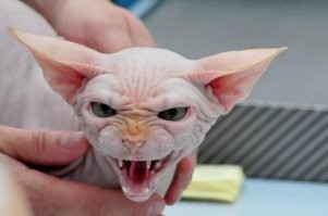 Веселые  картинки