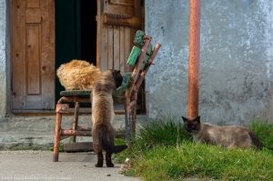 К Барсику пришли друганы?