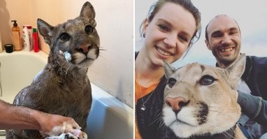 Это кУгуар. Домашний. А многие его знают как пуму Месси. На фото он с хозяйкой Машей. Его водили в собачью школу дрессуры. Он сдал экзамены. Вообще уникальный кот. И да, он на треть меньше своих диких собратьев. Родился в контактном зоопарке и был крайне болезненным. Благодаря Саше и Маше, он живёт счастливой жизнью и радует не только их, но миллионы подписчиков их блога.