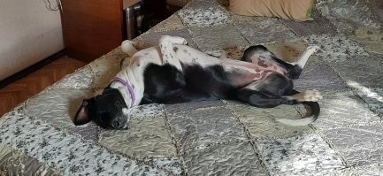 У меня всего было шесть собак. Не одновременно конечно. но чаще их было по двое. Сейчас у нас дома живут пятая и шестая собаки. Самую первую подобрала, третью и четвёртую покупала и выбирала. Однако с каждым днём убеждаюсь, что взять с улицы, приюта животинку-спасти живую душу. Собаки видят в каждом хозяине бога, но брошенки... это действительно как выброшенные дети.
 На втором фото моя старшая Гера. Подобрана с улицы щенком в месячном возрасте. Невероятно ласковая, нежная девонька. Сейчас ей почти 9 лет. Остальные фото-самая молодая-Нора. Подобрана на улице щенком в недели три. Выросла в великолепную красотку. Явно присутствуют крови борзой. Характерный бег, зрение, повадки. Каждый день с ней приносят открытия, хотя я немало знаю о собаках. Весёлое чудо, которое непонятно как оказалось на улице. Как можно не любить собак, когда открывая глаза видишь их взгляд на тебя словно кричащий: Ты проснулась!!! УРА!!!! идём играть!!! Дай кушать. Смотри как весело! Какой чудесный день!!! Обожаю тебя!!! Они говорят всё это не только глазами, но всем своим телом. Их сердца просто источают любовь к тебе.