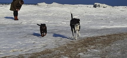 У меня всего было шесть собак. Не одновременно конечно. но чаще их было по двое. Сейчас у нас дома живут пятая и шестая собаки. Самую первую подобрала, третью и четвёртую покупала и выбирала. Однако с каждым днём убеждаюсь, что взять с улицы, приюта животинку-спасти живую душу. Собаки видят в каждом хозяине бога, но брошенки... это действительно как выброшенные дети.
 На втором фото моя старшая Гера. Подобрана с улицы щенком в месячном возрасте. Невероятно ласковая, нежная девонька. Сейчас ей почти 9 лет. Остальные фото-самая молодая-Нора. Подобрана на улице щенком в недели три. Выросла в великолепную красотку. Явно присутствуют крови борзой. Характерный бег, зрение, повадки. Каждый день с ней приносят открытия, хотя я немало знаю о собаках. Весёлое чудо, которое непонятно как оказалось на улице. Как можно не любить собак, когда открывая глаза видишь их взгляд на тебя словно кричащий: Ты проснулась!!! УРА!!!! идём играть!!! Дай кушать. Смотри как весело! Какой чудесный день!!! Обожаю тебя!!! Они говорят всё это не только глазами, но всем своим телом. Их сердца просто источают любовь к тебе.