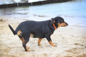 У меня всего было шесть собак. Не одновременно конечно. но чаще их было по двое. Сейчас у нас дома живут пятая и шестая собаки. Самую первую подобрала, третью и четвёртую покупала и выбирала. Однако с каждым днём убеждаюсь, что взять с улицы, приюта животинку-спасти живую душу. Собаки видят в каждом хозяине бога, но брошенки... это действительно как выброшенные дети.
 На втором фото моя старшая Гера. Подобрана с улицы щенком в месячном возрасте. Невероятно ласковая, нежная девонька. Сейчас ей почти 9 лет. Остальные фото-самая молодая-Нора. Подобрана на улице щенком в недели три. Выросла в великолепную красотку. Явно присутствуют крови борзой. Характерный бег, зрение, повадки. Каждый день с ней приносят открытия, хотя я немало знаю о собаках. Весёлое чудо, которое непонятно как оказалось на улице. Как можно не любить собак, когда открывая глаза видишь их взгляд на тебя словно кричащий: Ты проснулась!!! УРА!!!! идём играть!!! Дай кушать. Смотри как весело! Какой чудесный день!!! Обожаю тебя!!! Они говорят всё это не только глазами, но всем своим телом. Их сердца просто источают любовь к тебе.