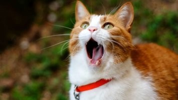 Эффективное появление рыжего кота!