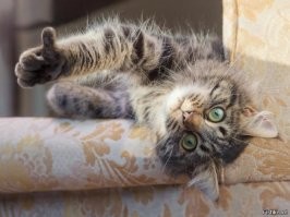 Эффективное появление рыжего кота!