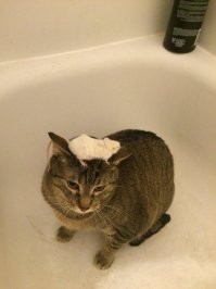 Кот не ленивый, он просто терпит лишних существ ради хозяина.
Не может терпеть кот только самых лишних и злобных существ. Колючую елку и подлый серпантин... этот враг уничтожается.