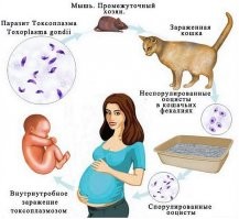 А токсоплазмоз для ваших детей - это вообще дополнительный бонус