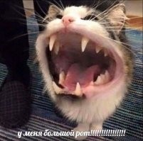 Кусь тебя: как кусаются разные животные