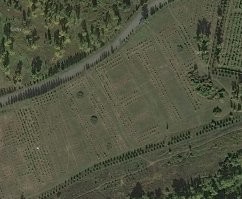 В Красноярске увековечили бывшего мэра. Петр Пимашков стал яблоневым садом именным.