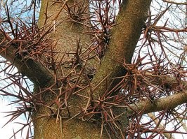 Гледичия, отдыхайте детки, лично видел шип в 30 сантиметров, и отростков штук 50